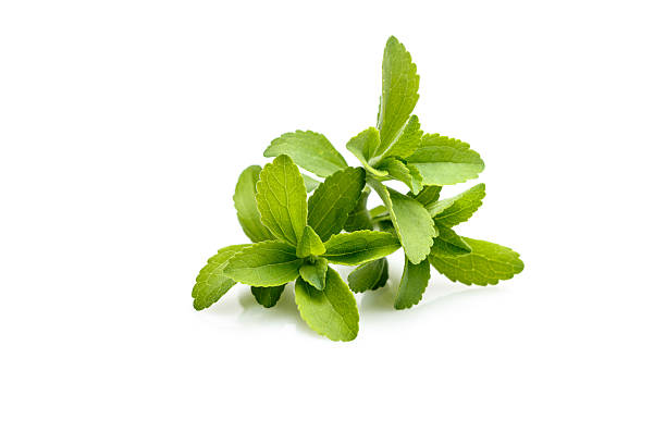 Stevia plant, sweetleaf or sugarleaf (Stevia rebaudiana)
